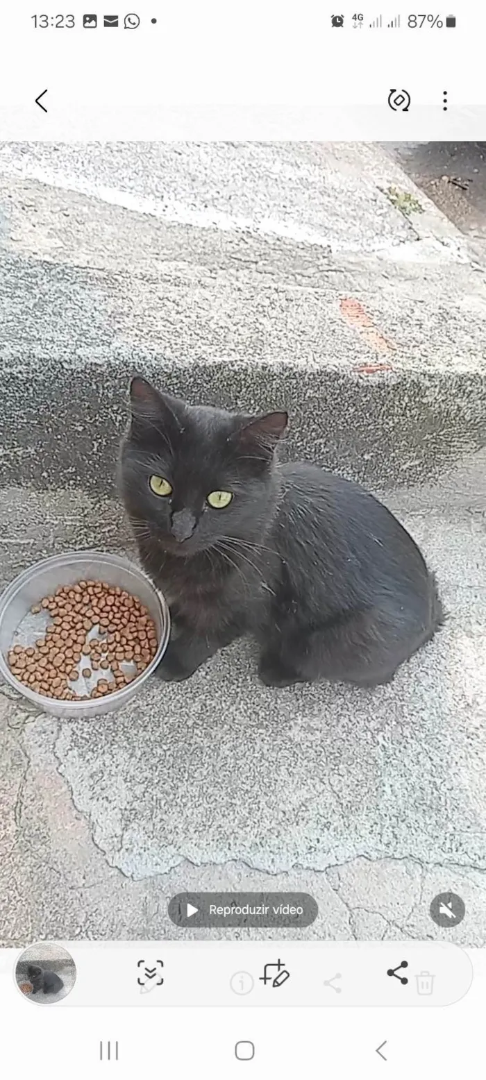 Gato ra a SRD-ViraLata idade 7 a 11 meses nome Não tem