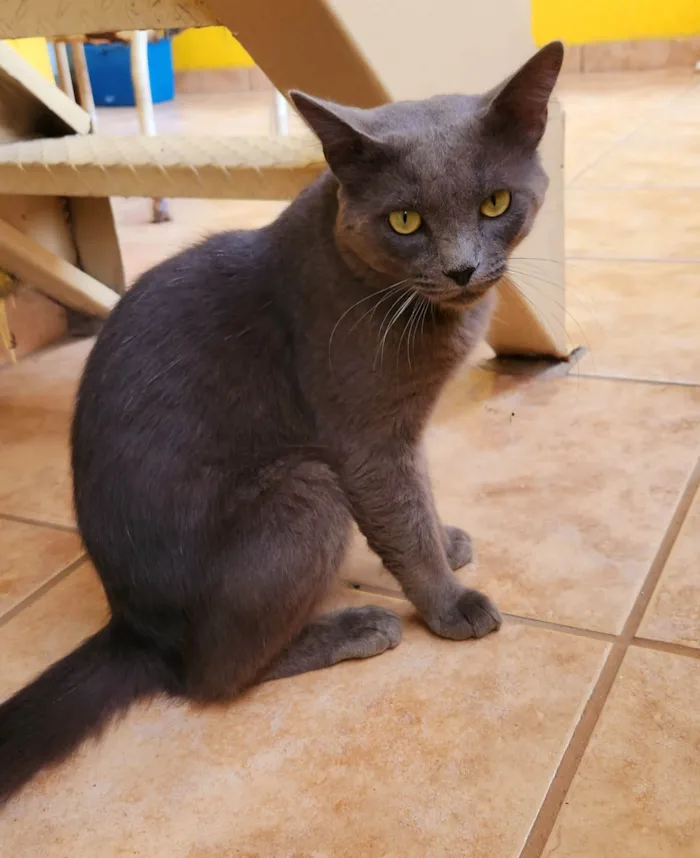 Gato ra a SRD-ViraLata idade 1 ano nome Cinzinha