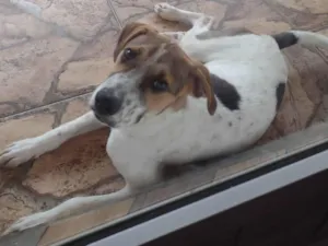 Cachorro raça SRD-ViraLata idade 2 a 6 meses nome Max