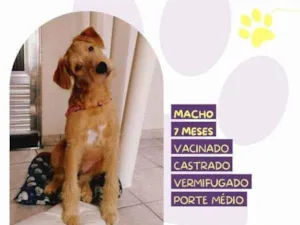 Cachorro raça SRD-ViraLata idade 1 ano nome Scooby