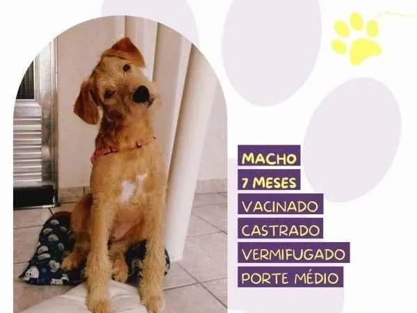 Cachorro ra a SRD-ViraLata idade 1 ano nome Scooby