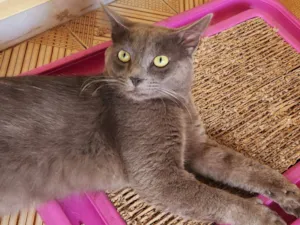 Gato raça SRD-ViraLata idade 1 ano nome Cinzinha