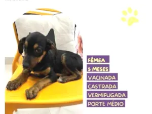 Cachorro raça SRD-ViraLata idade 1 ano nome Jojo