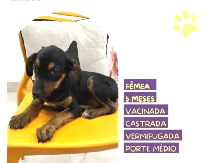 Cachorro ra a SRD-ViraLata idade 1 ano nome Jojo