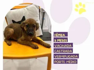 Cachorro raça SRD-ViraLata idade 1 ano nome Anitta