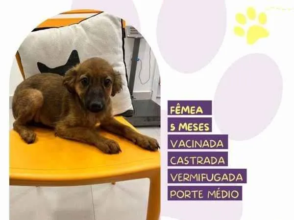 Cachorro ra a SRD-ViraLata idade 1 ano nome Anitta