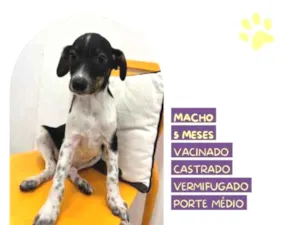 Cachorro raça SRD-ViraLata idade 1 ano nome Cafe