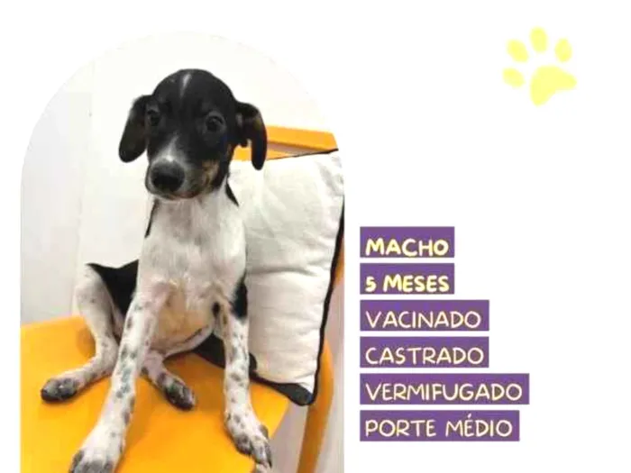 Cachorro ra a SRD-ViraLata idade 1 ano nome Cafe