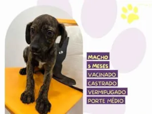 Cachorro raça SRD-ViraLata idade 1 ano nome Faisca