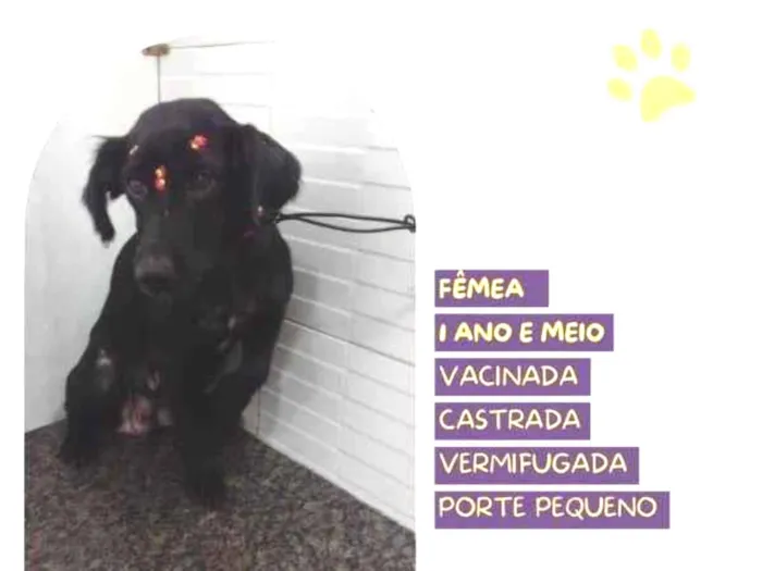 Cachorro ra a SRD-ViraLata idade 1 ano nome Drika