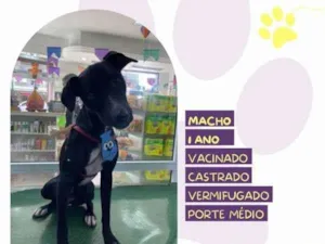 Cachorro raça SRD-ViraLata idade 1 ano nome Thor