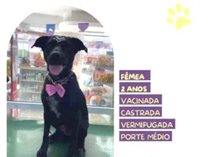 Cachorro raça SRD-ViraLata idade 1 ano nome Brisa