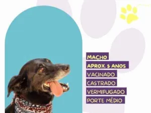 Cachorro raça SRD-ViraLata idade 1 ano nome Zulu