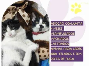 Gato raça SRD-ViraLata idade 2 a 6 meses nome Mia