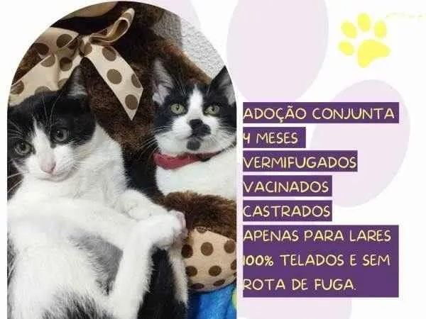 Gato ra a SRD-ViraLata idade 2 a 6 meses nome Mia