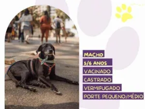 Cachorro raça SRD-ViraLata idade 1 ano nome Jorginho