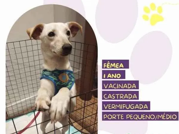 Cachorro ra a SRD-ViraLata idade 1 ano nome Fifi