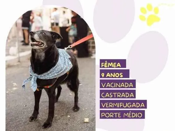 Cachorro ra a SRD-ViraLata idade 1 ano nome Amora