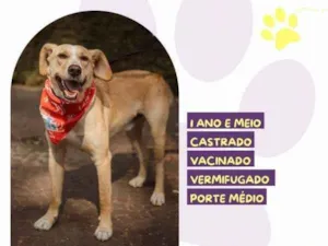 Cachorro raça SRD-ViraLata idade 2 a 6 meses nome Lyon