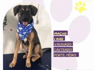 Cachorro raça SRD-ViraLata idade 1 ano nome Duque