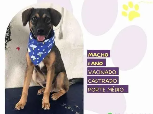 Cachorro ra a SRD-ViraLata idade 1 ano nome Duque