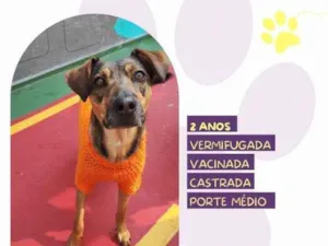 Cachorro raça SRD-ViraLata idade 1 ano nome Maraisa