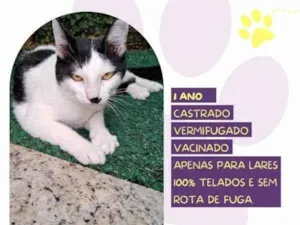 Gato raça SRD-ViraLata idade 2 a 6 meses nome Duu