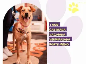 Cachorro raça SRD-ViraLata idade 1 ano nome Pandora