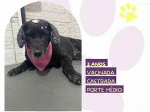 Cachorro raça SRD-ViraLata idade 1 ano nome Neguinha