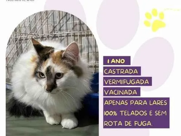 Gato ra a SRD-ViraLata idade 1 ano nome Duda