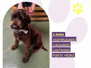 Cachorro raça SRD-ViraLata idade 1 ano nome Black