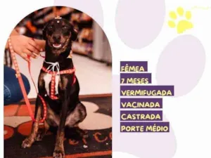 Cachorro raça SRD-ViraLata idade 1 ano nome Any