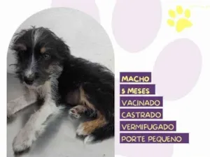 Cachorro raça SRD-ViraLata idade 1 ano nome Sebastiao