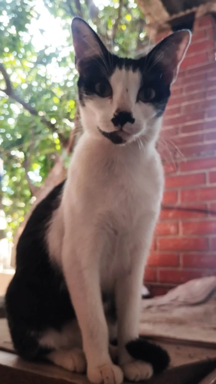 Gato ra a SRD-ViraLata idade 1 ano nome Pan