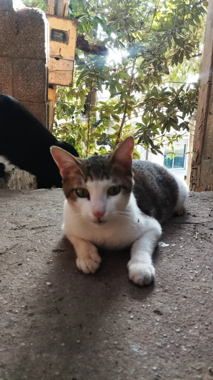 Gato ra a SRD-ViraLata idade 7 a 11 meses nome Fofinho