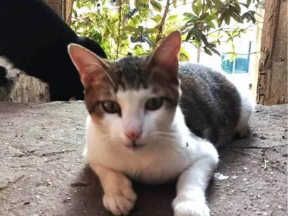 Gato raça SRD-ViraLata idade 7 a 11 meses nome Fofinho