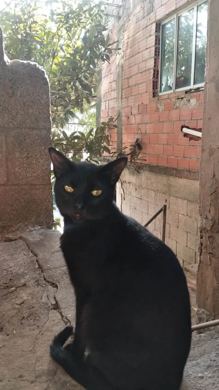 Gato ra a SRD-ViraLata idade 7 a 11 meses nome Pretinho