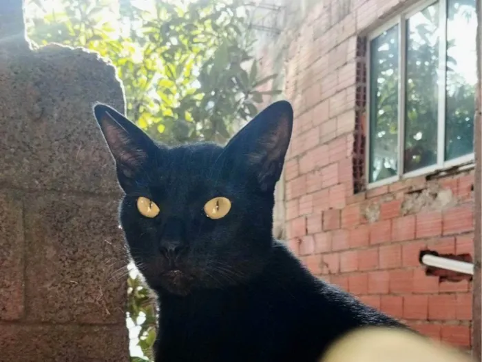 Gato ra a SRD-ViraLata idade 7 a 11 meses nome Pretinho