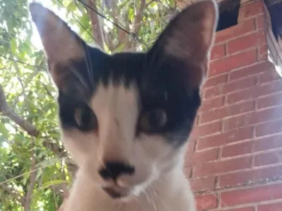 Gato raça SRD-ViraLata idade 1 ano nome Pan