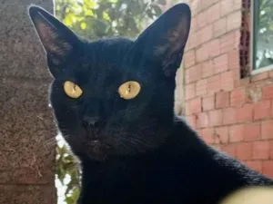 Gato raça SRD-ViraLata idade 7 a 11 meses nome Pretinho