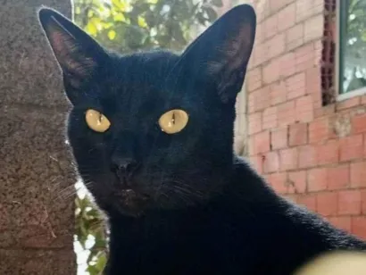 Gato raça SRD-ViraLata idade 7 a 11 meses nome Pretinho