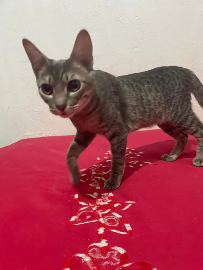 Gato ra a SRD-ViraLata idade 2 a 6 meses nome Gatinhas sem nome