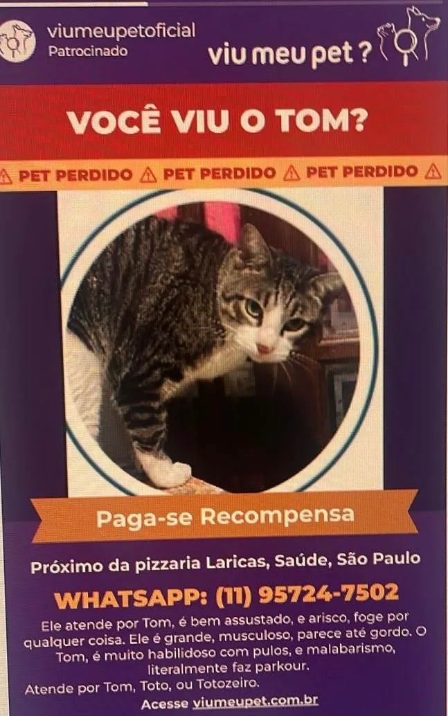 Gato ra a SRD-ViraLata idade 5 anos nome TOM