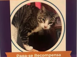 Gato raça SRD-ViraLata idade 5 anos nome TOM