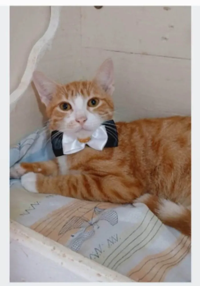 Gato ra a SRD-ViraLata idade 7 a 11 meses nome SIMBA