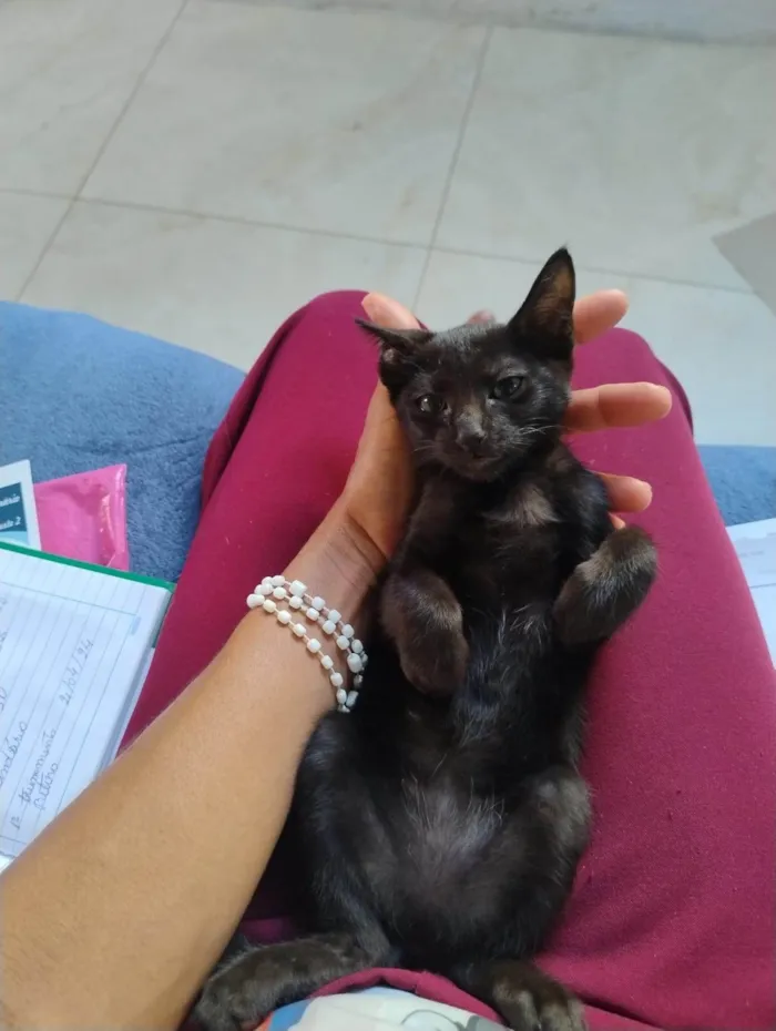 Gato ra a SRD-ViraLata idade 2 a 6 meses nome jujuba 