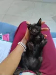 jujuba