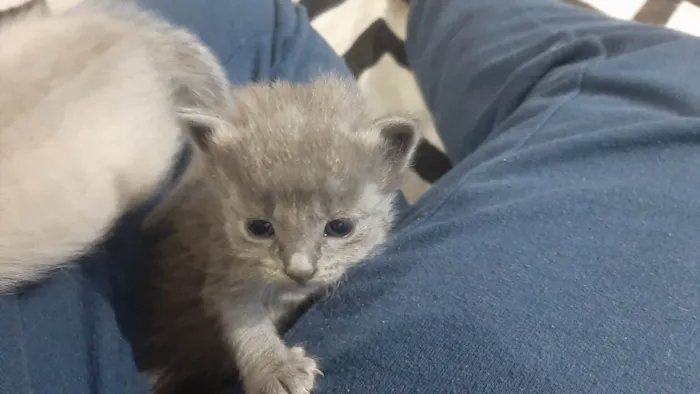 Gato ra a SRD-ViraLata idade Abaixo de 2 meses nome Doa-se filhotes de gatos