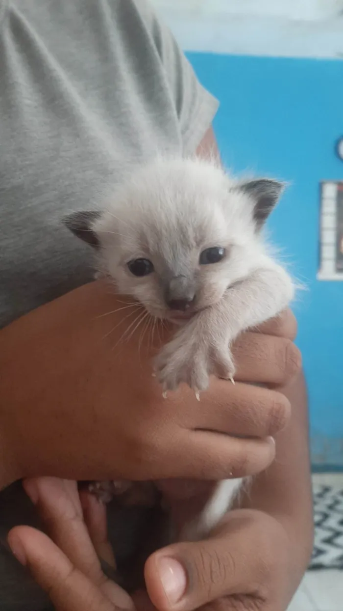 Gato ra a SRD-ViraLata idade Abaixo de 2 meses nome Doa-se filhotes de gatos