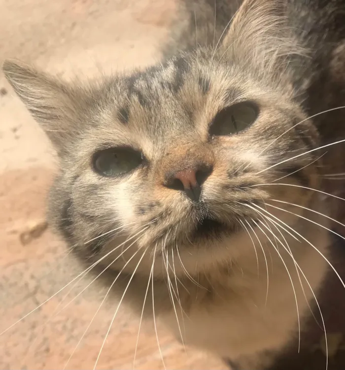 Gato ra a Exótico idade 7 a 11 meses nome Bam Bam (temporário)